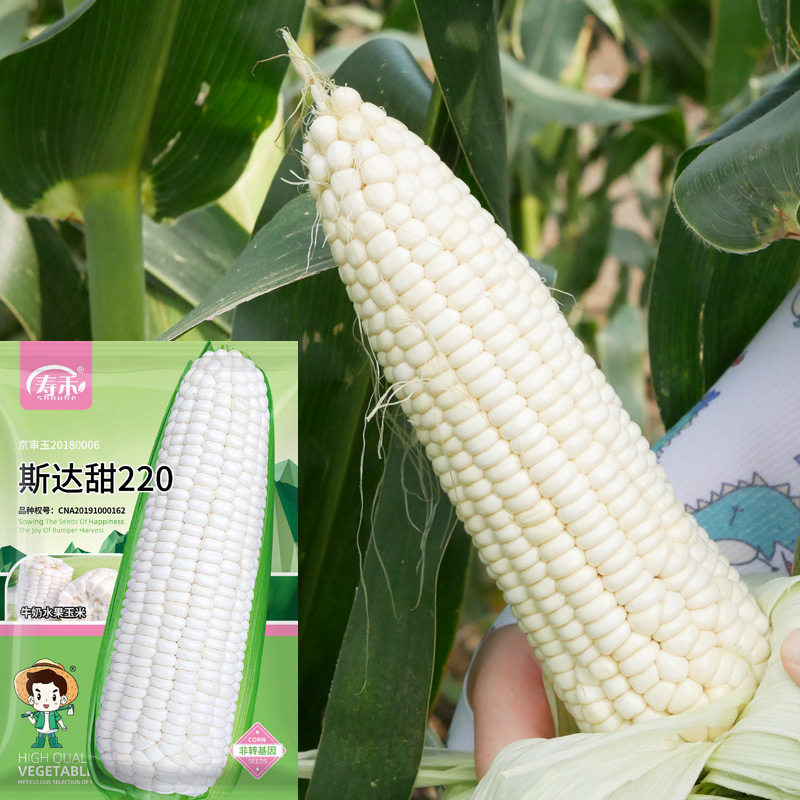 牛奶水果玉米种孑超甜高产甜糯玉米种籽四季秋季香甜糯黏玉米种子