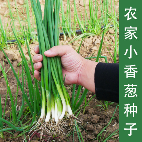 小香葱种籽四季葱苗带根