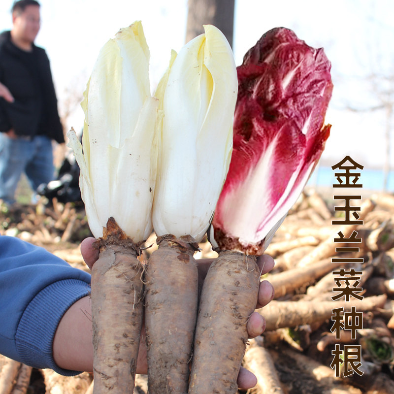 金玉兰菜种根软化菊苣菜根阳台种子菜四季菜种籽根苗孑蔬菜白菜