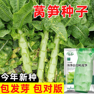 四季莴笋种子秋季菜种冬季农家蔬菜种籽孑大全秋播适合冬天种的菜