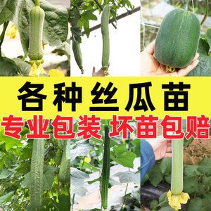 高产丝瓜秧苗四季种子