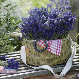 薰衣草种苗花苗盆栽植物花籽户外四季 花种香草幼苗熏衣草 阳台春季