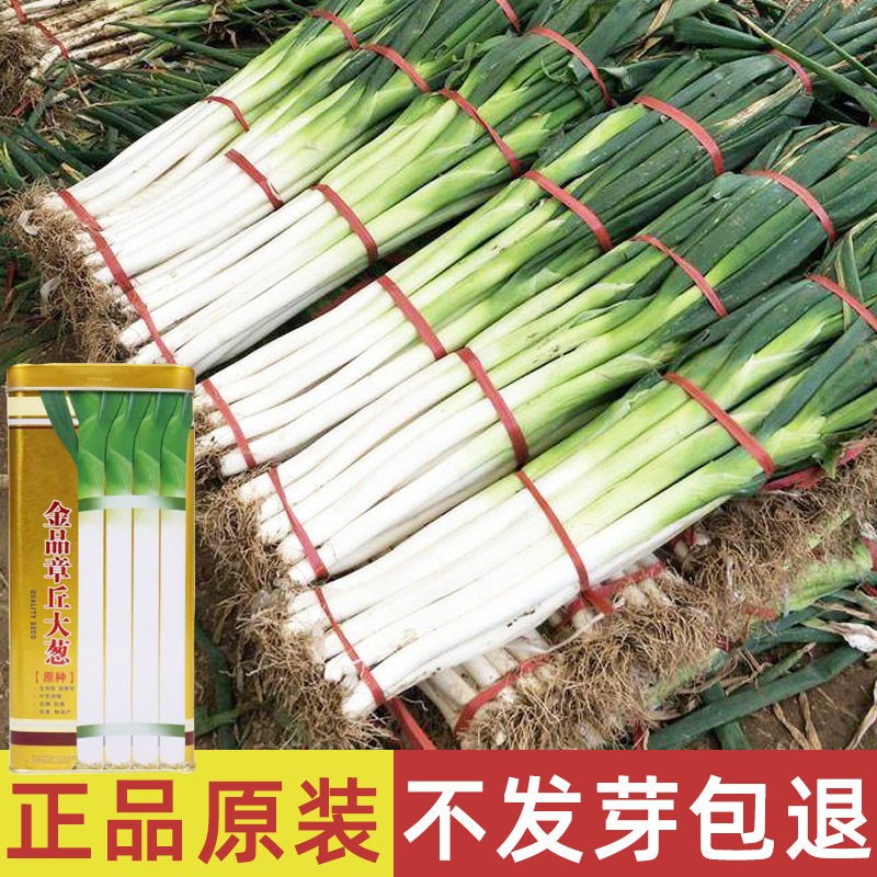 山东大葱种子四季带根苗