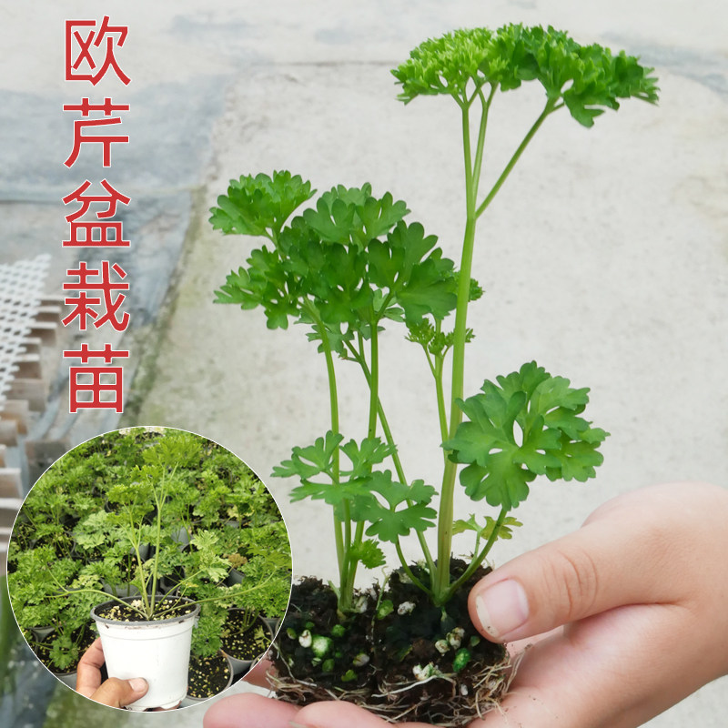 欧芹盆栽法国香芹种子芹菜种籽苗西芹四季秧苗蔬菜孑秧摩西幼苗