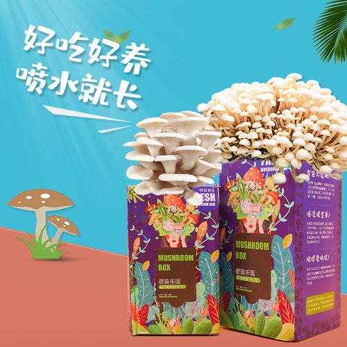家庭蘑菇种植菌包灰平菇金针菇