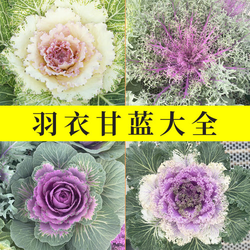 食用冬季紫色蔬菜羽衣甘蓝种子