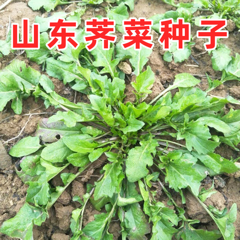 荠菜种子四季蔬菜种籽老品种