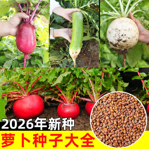 萝卜种子大全秋播蔬菜
