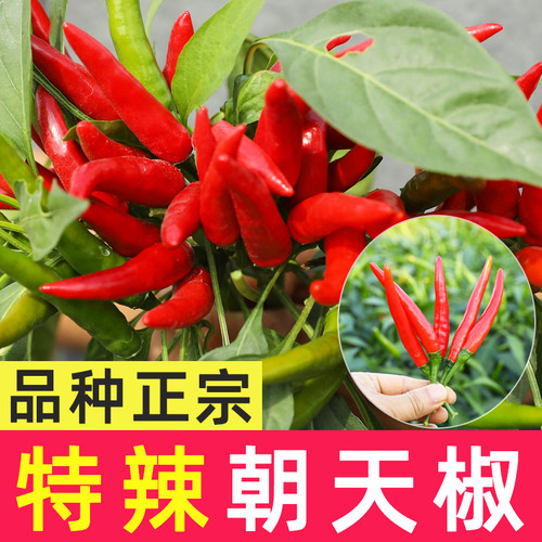 四季辣椒苗朝天椒种子