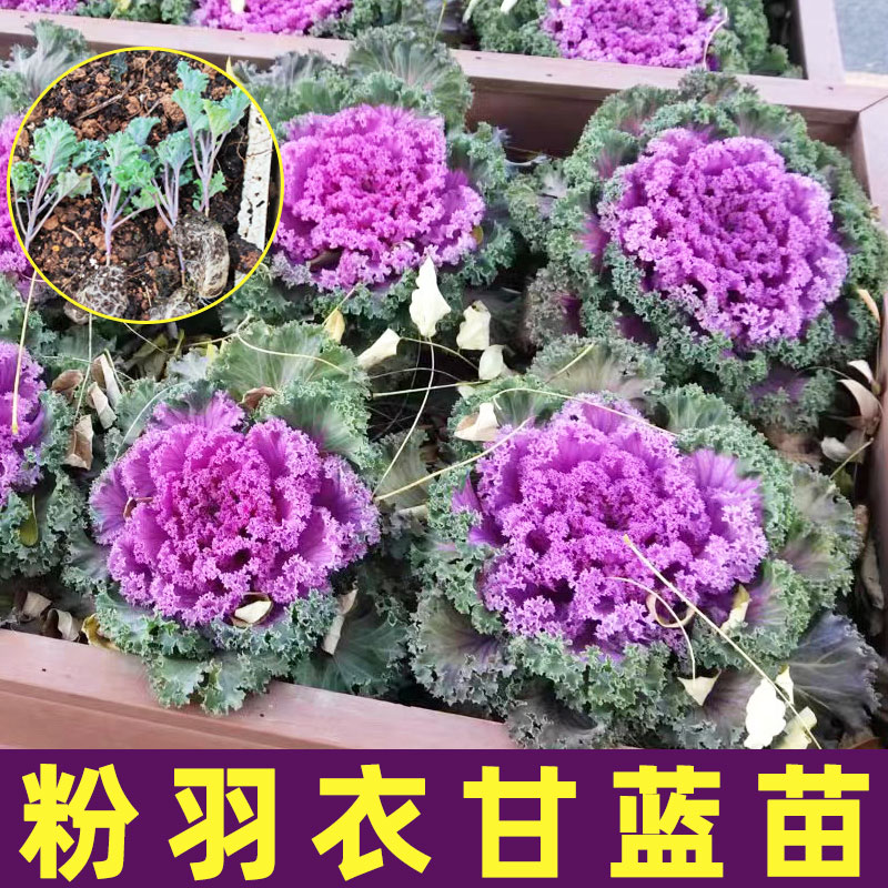 羽衣甘蓝苗耐寒秋冬季菜苗