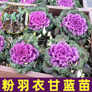 羽衣甘蓝苗耐寒秋冬季菜苗四季绿植雨衣甘蓝种子大全冬天种的秧苗