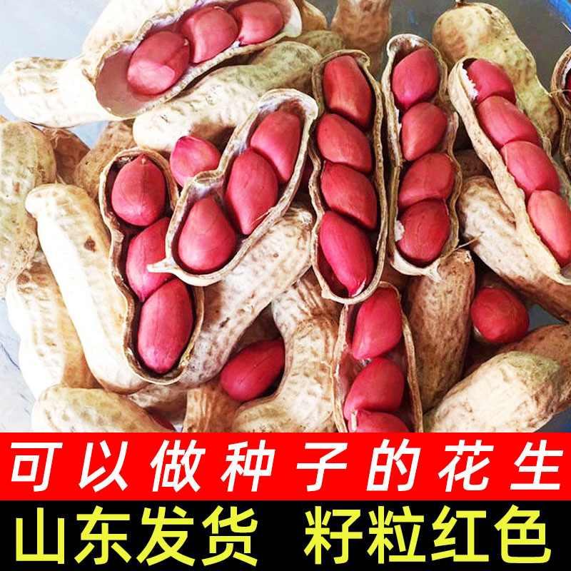 四粒红高产花生种籽子图片