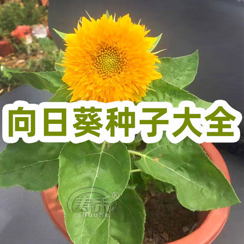 向日葵苗带根质量怎么样 向日葵苗带根口碑怎么样 小麦优选