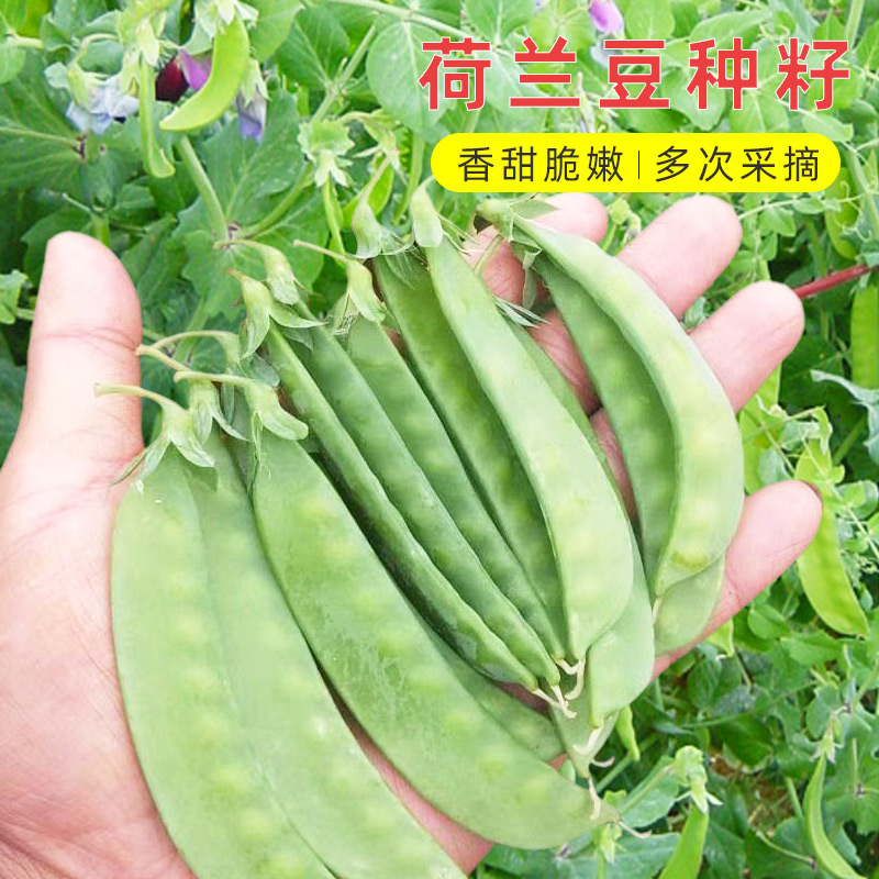 荷兰豆种子豌豆苗四季种籽甜蔬菜孑籽种蚕豆菜籽尖碗豆南方春季菜 鲜花速递/花卉仿真/绿植园艺 家庭园艺种子 原图主图