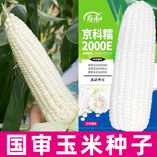 京科糯2000玉米种子高产国审老品种春季种籽早熟苞谷甜糯玉米大棒