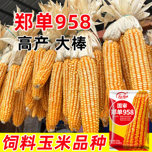 郑单958玉米种子国审高产量
