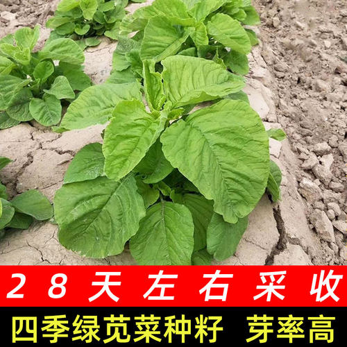 绿苋菜种子四季老品种