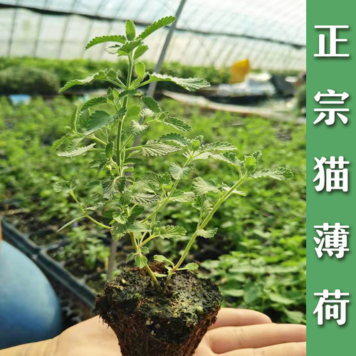 猫薄荷盆栽可食用四季种籽