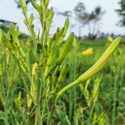 黄花菜四季种孑金针菜根苗