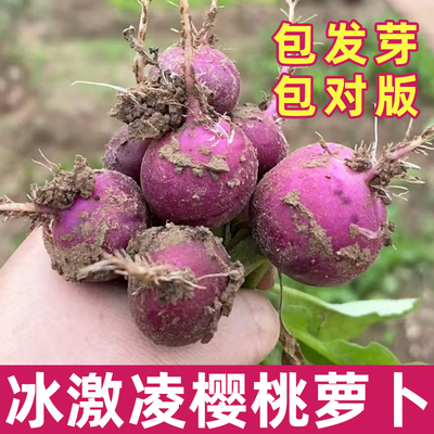 冰激凌樱桃小萝卜种子