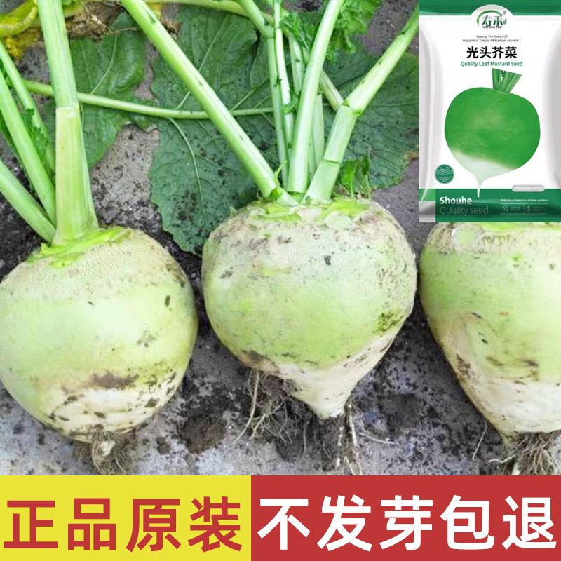 四川光头芥菜种子辣疙瘩种籽孑四季老品种芥菜大头菜蔬菜农家菜种