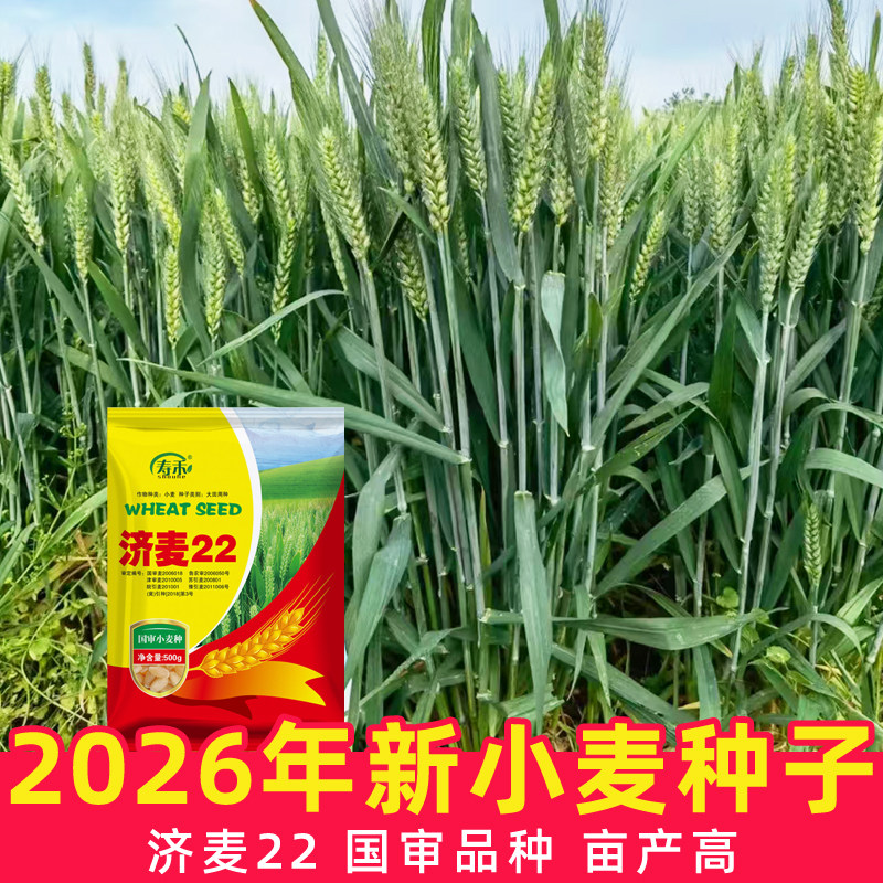 小麦种子高产粮食种籽图片