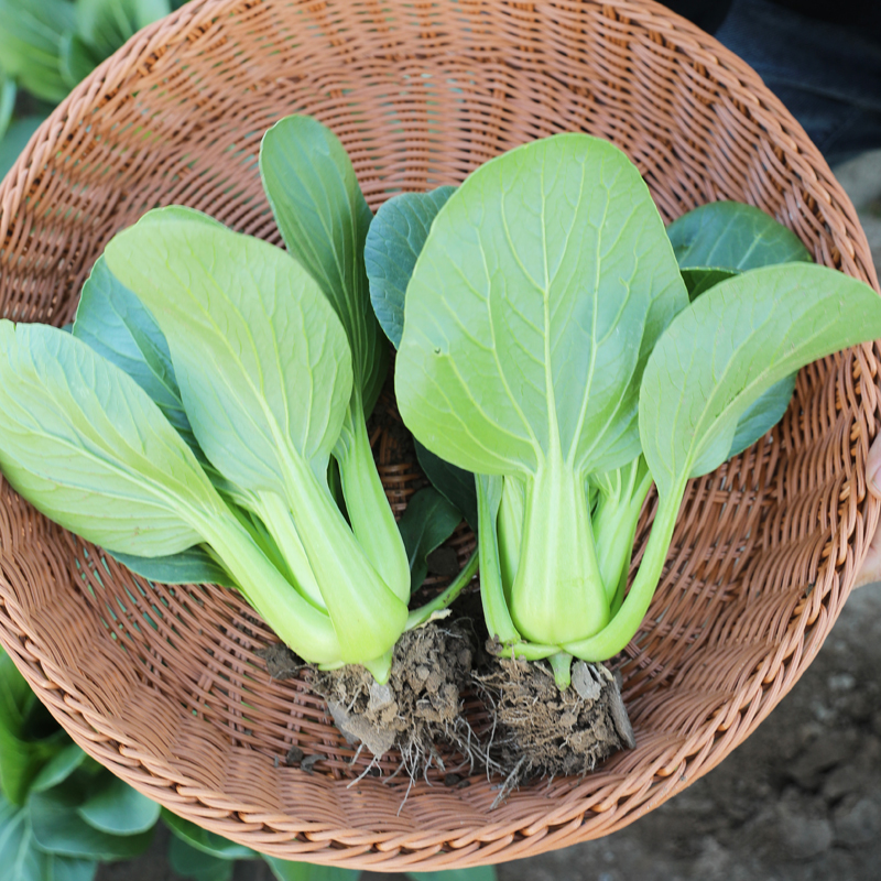 上海青小油菜种子四季籽种青菜孑蔬菜种籽春天种的菜南方春播菜种 鲜花速递/花卉仿真/绿植园艺 家庭园艺种子 原图主图