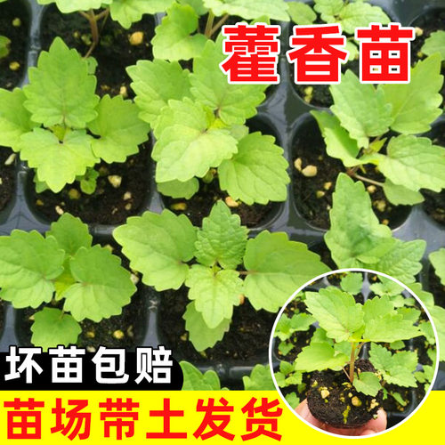 食用藿香苗室内盆栽可食用