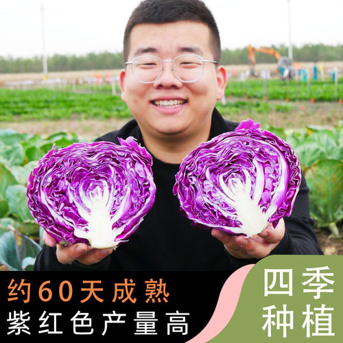 甘蓝菜种子孑紫包大头秧苗