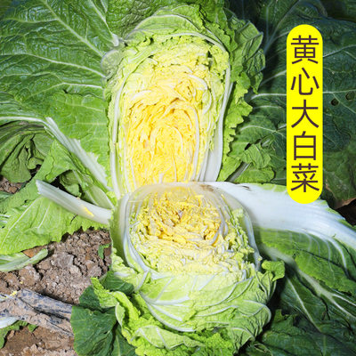 黄心大白菜种子四季蔬菜