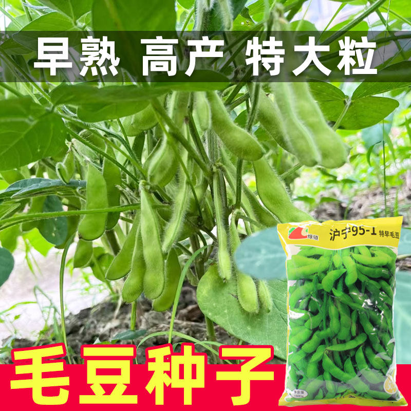 早熟毛豆种子特大高产大粒