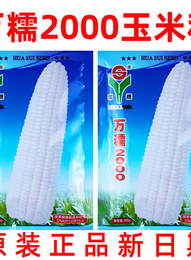 万糯2000玉米种春季种子白甜糯高产大棒种籽孑大全白色苞米早熟