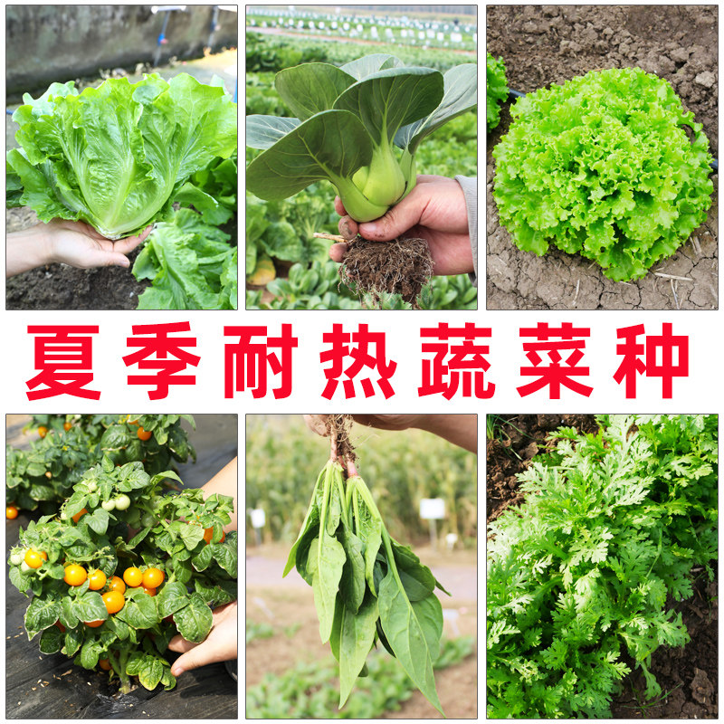 夏季耐热蔬菜种子大全图片