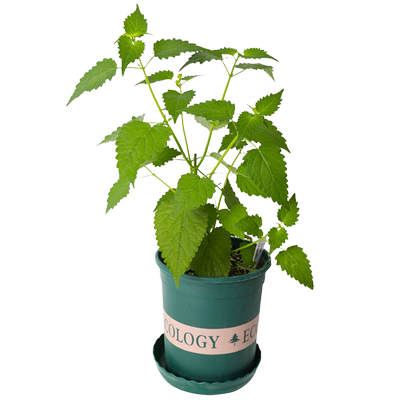 可食用藿香种子四季秧苗