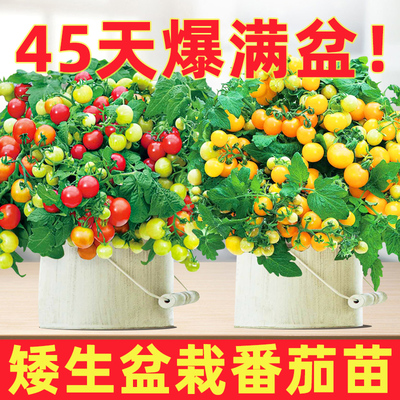 盆栽矮生番茄苗四季结果