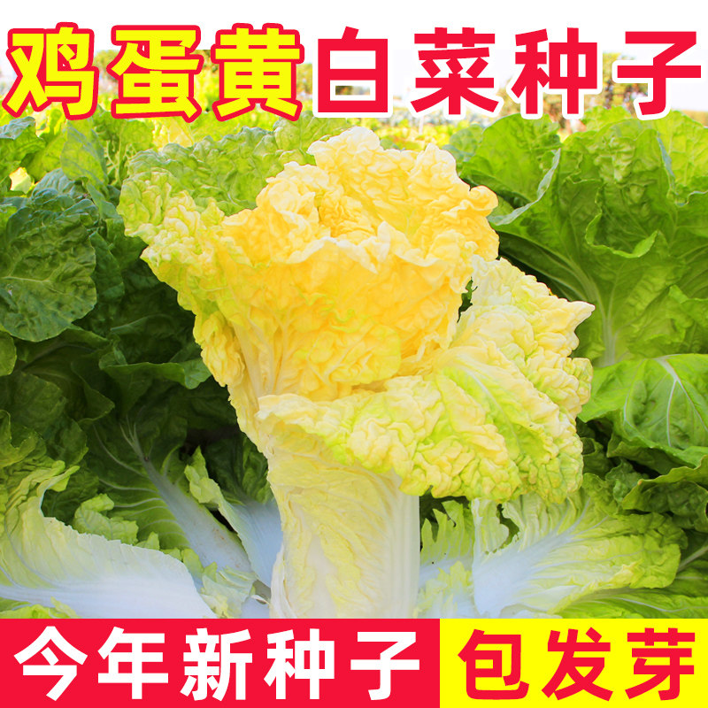 鸡蛋黄白菜种子黄心大白菜秋播菜种秋季蔬菜种籽夏季高产菜籽寿禾