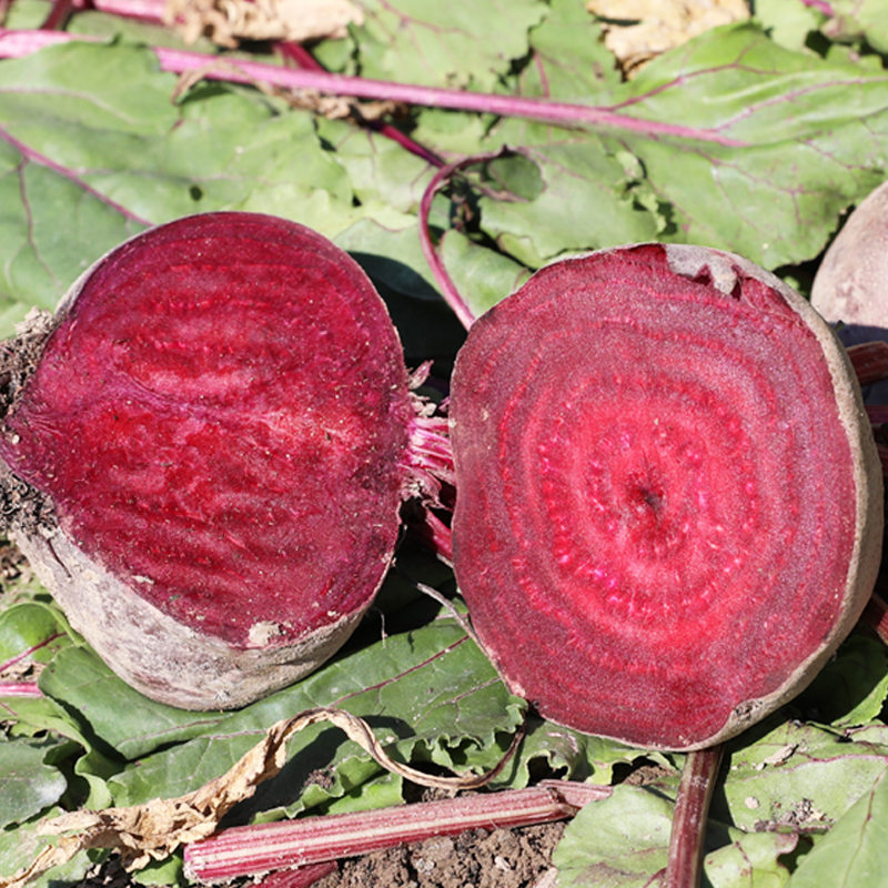 甜菜种子种籽秋季种孑