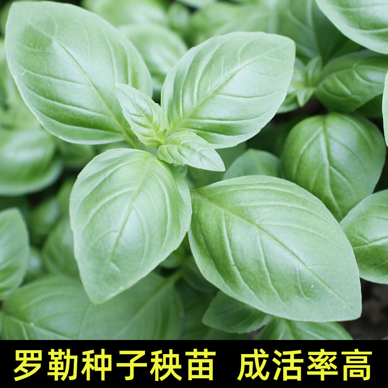 大叶罗勒种孑苗四季秧苗