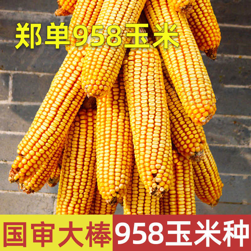 国审郑单958玉米种春季饲料粮食玉米种子高产正宗种孑大棒高产量