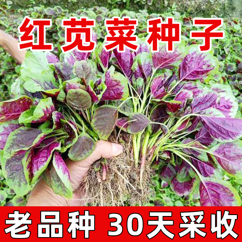 苋菜种子大全四季蔬菜图片