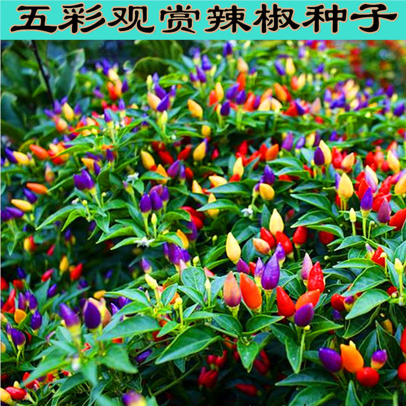五彩辣椒种子灯笼甜椒观赏椒朝天椒种籽阳台盆栽庭院种植蔬菜种孑