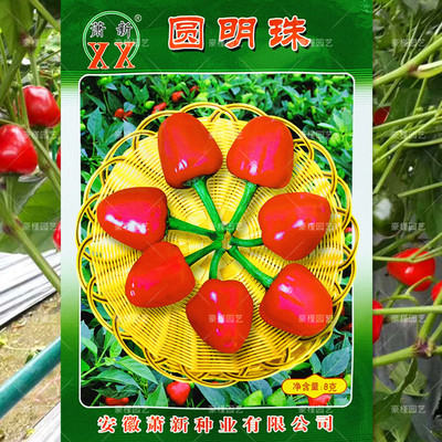 樱桃泡椒种子观赏椒种籽辣椒五彩椒甜椒种子甜椒盆栽园艺蔬菜种孑