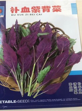 血皮菜种子补血紫背菜天葵蔬菜观音菜种籽野生补血菜保健蔬菜种孑