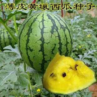 金小凤西瓜种子 早熟黄瓤礼品小西瓜籽 农家大田搭架菜园种植瓜果