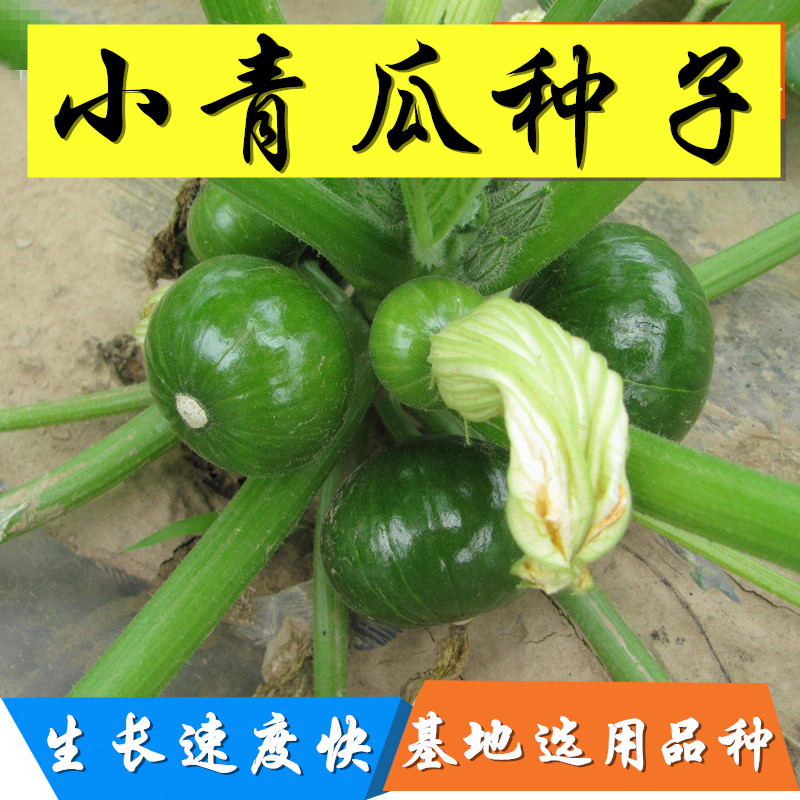 小南瓜种子贵阳小青瓜嫩瓜家庭种蔬菜种子肉淡黄纤维少质地细嫩