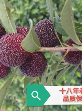 正宗新鲜仙居荸荠杨梅孕妇水果
