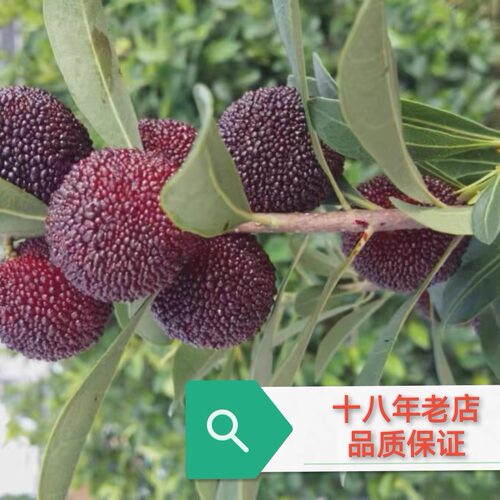 正宗新鲜仙居荸荠杨梅孕妇水果
