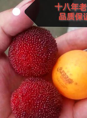 直销正宗新鲜水果包装仙居杨梅
