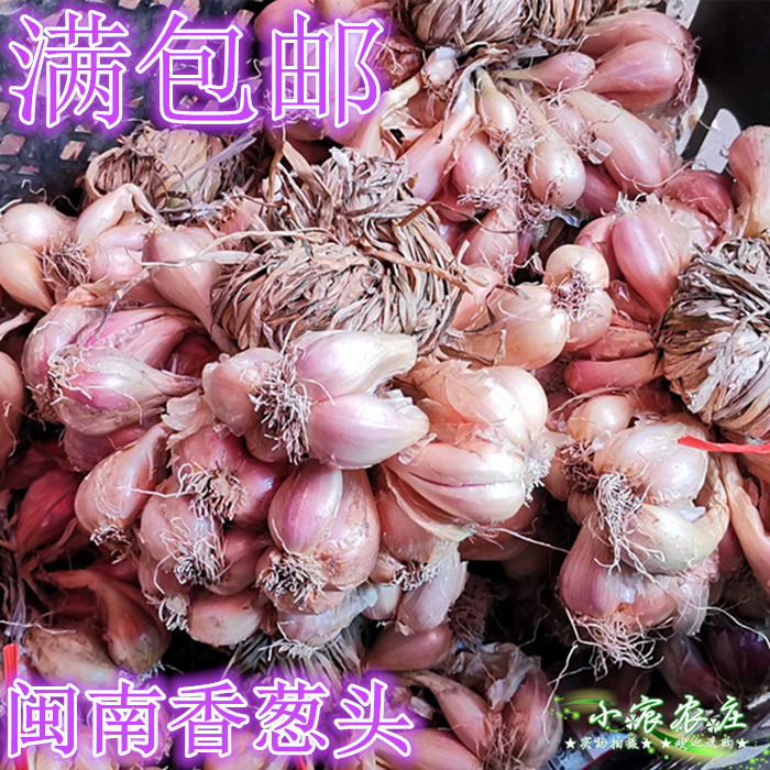 满包邮 闽南葱头 红葱头 小葱 500g 农家葱头葱 泉州永春 调味香