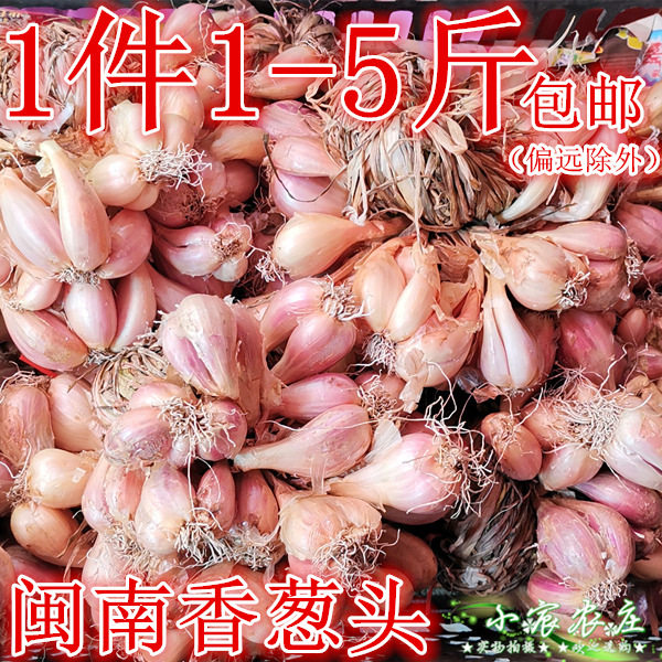 闽南葱头 红葱头 1/2/3/4/5斤 小葱 农家葱头葱 泉州永春 调味香